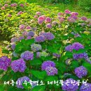 제천뜰근린공원 | 세종시 수국명소 제천뜰근린공원