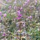 향기나라 화장품 이미지