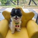 퐁실하개 이미지