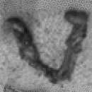 엑슬루 동물병원 이미지