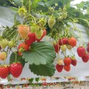 아이와농장 이미지