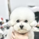 크리스타일 | 광주 상무지구 비숑미용 크리스타일 ✨ 밥풀이 미용 후기 ✨