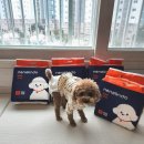 소망동물병원 | 네네린도 오르마 여자강아지기저귀 푸딩이 사용 후기