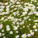 샤스타데이지(Shasta Daisy) 이미지