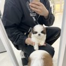 퍼피냥 이미지