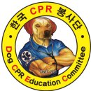 제2차 DOG CPR ITC 이미지