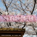 한국테루모(주) | 2016 후쿠오카성 벚꽃축제 (+니시공원 벚꽃)