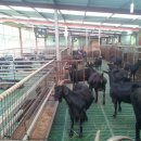 늘푸른염소농장 이미지