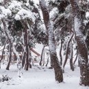 지천솔밭 이미지