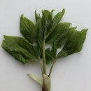 (주)한국치유농업연구소 | 농촌진흥청,중앙치유농업센터건립순항…안전관리실태점검/감탄저병예방첫걸음병든가지·낙엽제거와 예방...