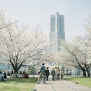 2015년전국 4월 봄꽃축제 일정~펌 이미지