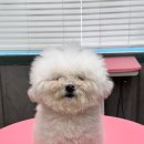 살랑살랑 펫미용 이미지