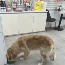 멍멍하개 이미지