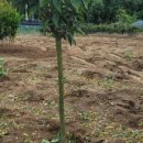 일심2로 R 이미지