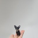 푸키펫