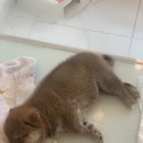 시바나라 이미지