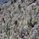 지리산 나무처럼 이미지