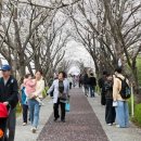 낙동강제방(3) 이미지