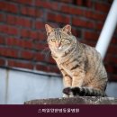 스마일양한방동물병원