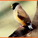 달성공원 이미지