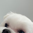 보드레 애견미용실 이미지