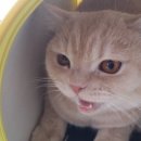 웨스턴동물병원 네이버블로그