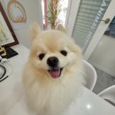 사랑해요동물병원 이미지