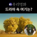 신성사거리~진천IC | 우리영화 촬영지_1화 시작_제하 &amp; 다음이 간 큰 은행나무는? 원주 반계리 은행나무