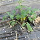 경태농장 이미지