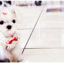 건 동물병원 이미지