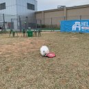 스퀘어독스 펫 이미지