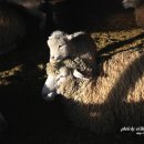 초야목장 이미지