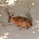 뚝섬한강공원-33 이미지