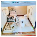 몽이네 애견샵 이미지