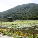 고성(경남) 상리면 연밭에서 ... 이미지