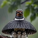 【우산새(Umbrellabird)】 「머리에 더부룩하게 난 검은 털이 우산처럼 생겼기 때문에 붙인 이름」 이미지