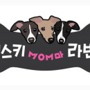 개스키라빈스 네이버블로그