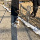 라비린토스 | 강화도 애견동반펜션 독채펜션 바베큐 가능한 라비린토스 후기