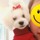 트리밍101 네이버블로그