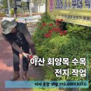 회양목 전지 시기 수목 나무 전지작업 아산 학교 조경 후기