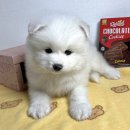 오독안심분양센터 강아지분양 고양이분양 대구점 이미지