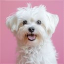 수원시 팔달구 중부대로183번길 | 분양 계약서 체크하며 느낀 점 수원 팔달구 강아지분양