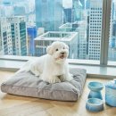 위드 마이 펫 이미지