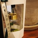 마이온네이처