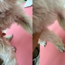 뽀송 애견미용 이미지