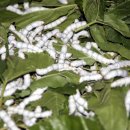 환의농장 이미지