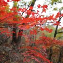 단풍나무 이미지