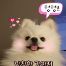 낭창한 강아지 | [강아지 짖음 훈련] 낭창한 강아지 짖음 교육 강의 후기 (feat. 유튜브 개훈남TV 권기진)