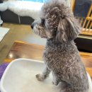 펫바스로 동탄 이미지