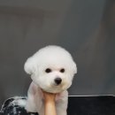 홍은애견미용 이미지